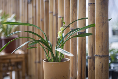 竹栅栏边上的一盆正开花的淡雅的素心兰