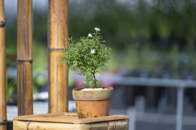 竹架上一盆正开花的淡雅的小绿植盆景