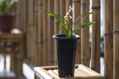竹架上一盆正开花的淡雅的素心兰