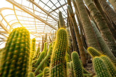 福建省厦门市万石植物园仙人掌