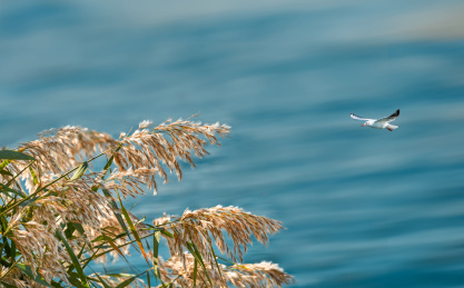 蓝色湖面上飞向金色芦苇丛的一只鸟