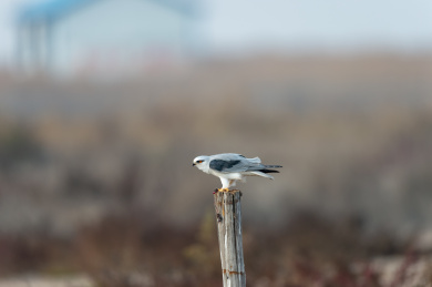 大自然中的猛禽动物进食的鹰