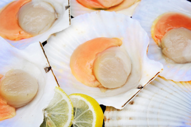 整齐摆放在一起的海鲜食材扇贝