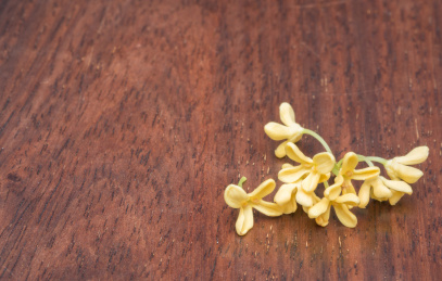 秋天里盛开的金黄色桂花特写