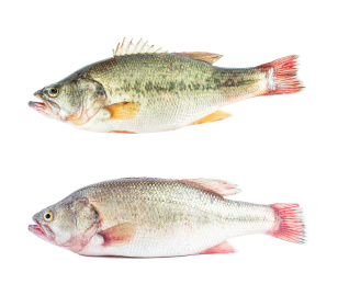 白背景上一条淡水鲈鱼和海鲈鱼