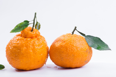 白色背景新鲜水果不知火柑橘