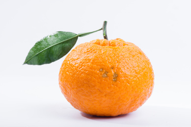 白色背景新鲜水果不知火柑橘