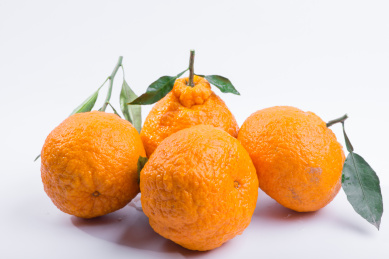 白色背景新鲜水果不知火柑橘