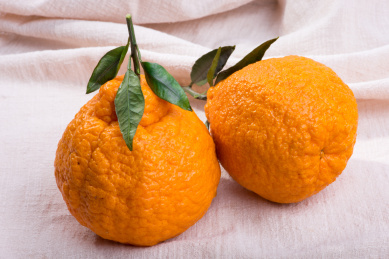 白色背景新鲜水果不知火柑橘