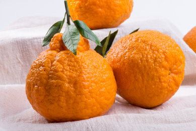 白色背景新鲜水果不知火柑橘