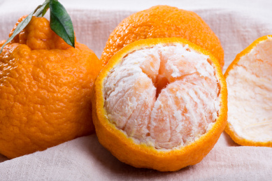 白色背景新鲜水果不知火柑橘