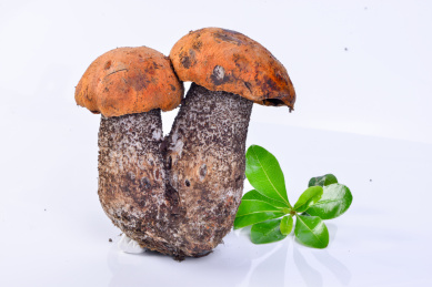 新鲜稀有山珍食材野生大脚菇