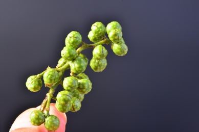 新鲜的调味料鲜青花椒颗粒