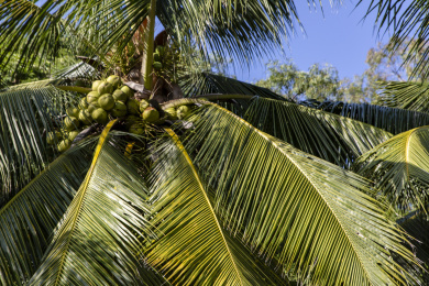海南省三亚市椰树