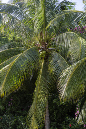 海南省三亚市椰树