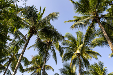 海南省三亚市椰树