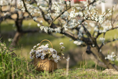 盛开的李花下一篮塑料花特写