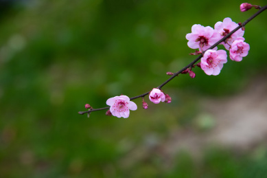 春天里桃树盛开了粉色的桃花