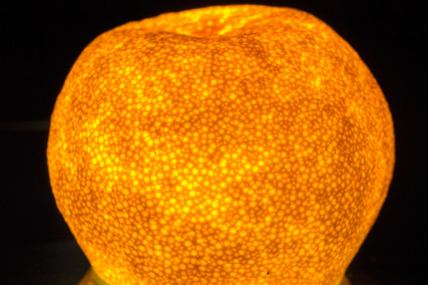 强光照射下闪闪发光的橘子皮