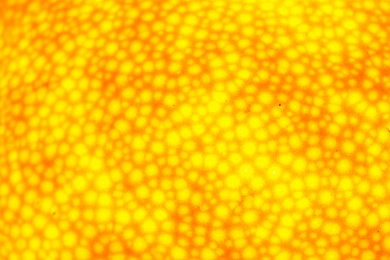 强光照射下闪闪发光的橘子皮