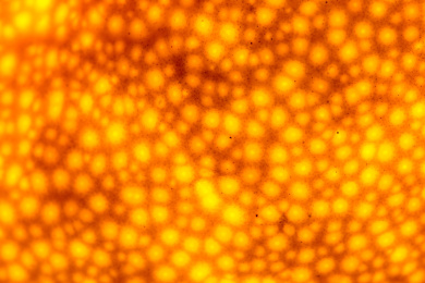 强光照射下闪闪发光的橘子皮