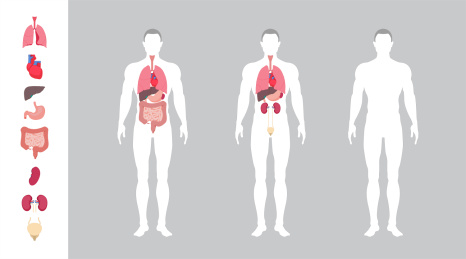 人体器官分布矢量插画设计素材