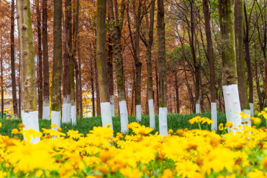 中国四川省成都市熊猫绿道绿化景观