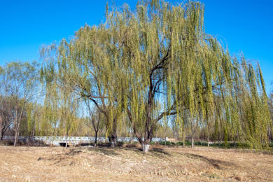 晴朗天空农田中两棵大柳树