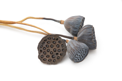 放在背景纸上的干莲蓬