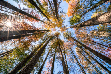 五颜六色的杉树