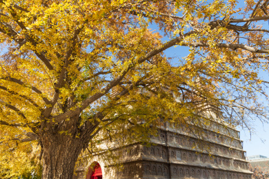 秋天北京石刻艺术博物馆里古塔前面的银杏树