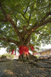 土楼景区里一棵挂着红丝带的高大樟树，中国福建永定