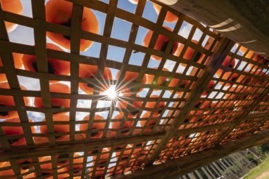 太阳光透过曝晒在竹盘里的柿子形成星芒，中国福建永定