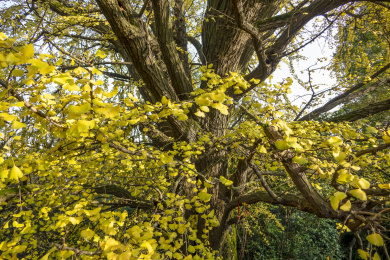 中国湖南长沙岳麓山初冬的银杏