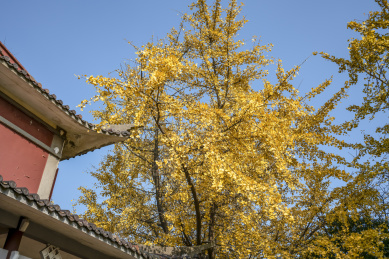 中国湖南长沙岳麓山初冬的银杏