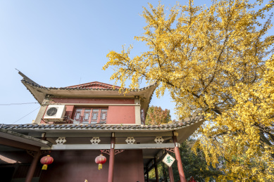 中国湖南长沙岳麓山初冬的银杏