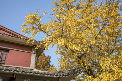 中国湖南长沙岳麓山初冬的银杏