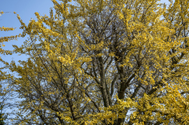 中国湖南长沙岳麓山初冬的银杏