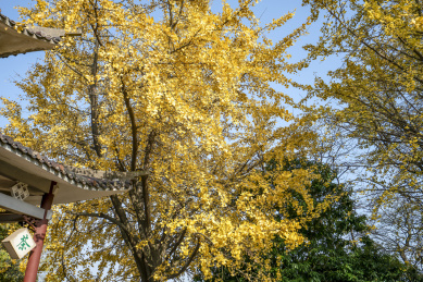 中国湖南长沙岳麓山初冬的银杏