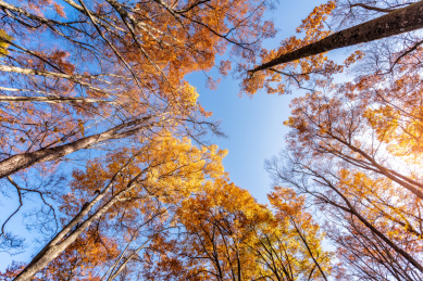 四川巴中光雾山十八月潭秋季红叶自然风光