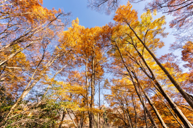 四川巴中光雾山十八月潭秋季红叶自然风光