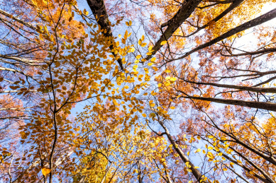 四川巴中光雾山十八月潭秋季红叶自然风光