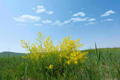 中国内蒙古锡林郭勒盟草原上的黄花