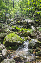 森林中的山泉小溪和绿色植物