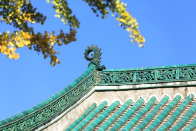 蓝天下深秋温暖的阳光照在中国古典建筑的屋顶和银杏树上