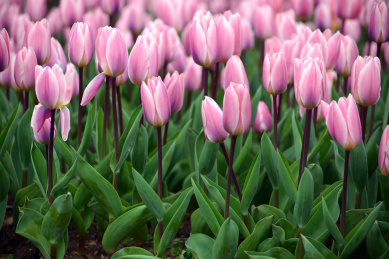 春天花园里的粉红色郁金香