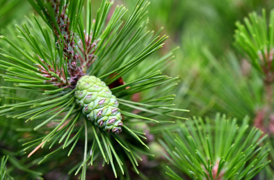 绿色植物松树果实及针状树叶特写