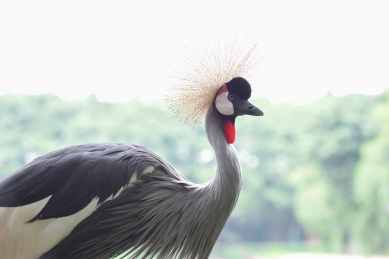 非洲国鸟东非冠鹤 