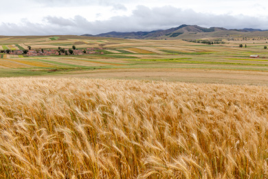 秋季坝上草原广阔的田地麦地