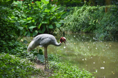湿地动物赤颈鹤